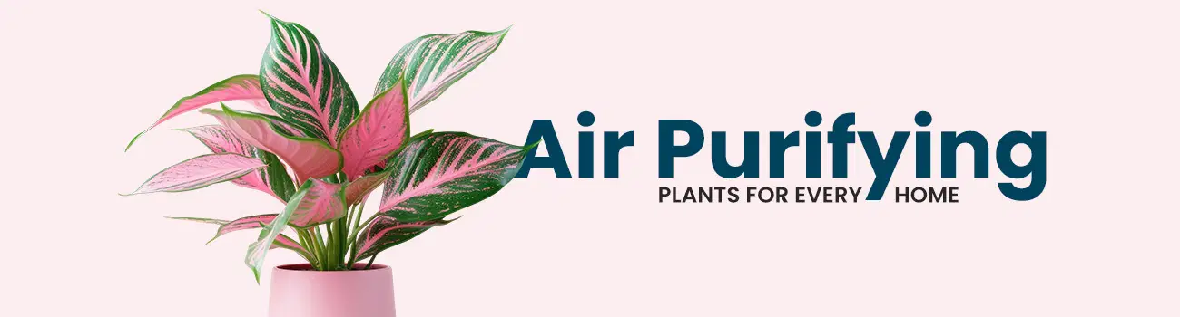 plant_homepage_fa_desktop_16